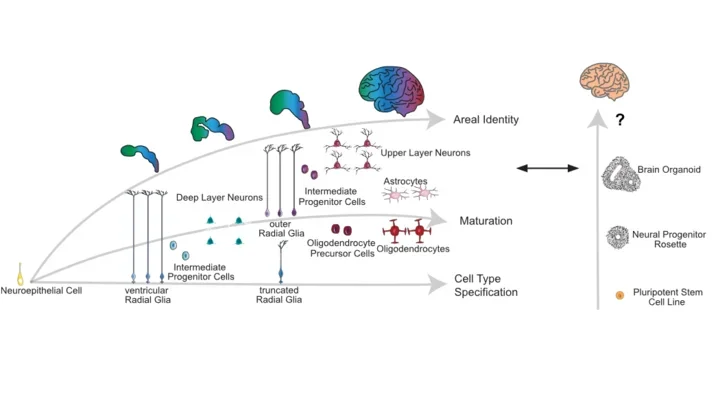 CellStress_BhaduriAndrews_extfig1