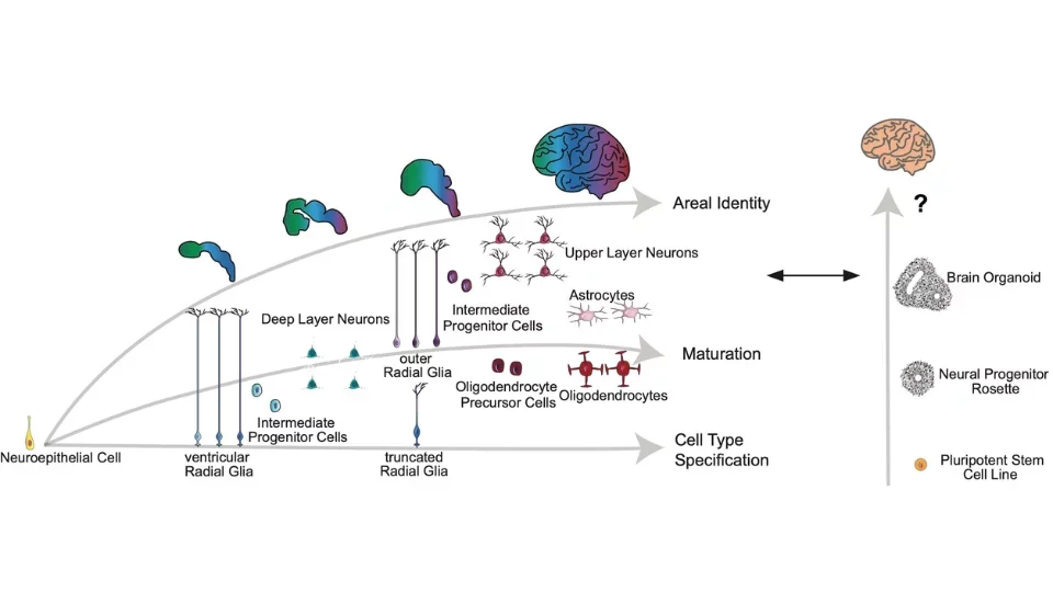 Diagram showing the similarities between human cortical development, human-derived cortical organoid development, and human glioblastoma progression. Multiple systems can be used to compare molecular processes across tissue types.