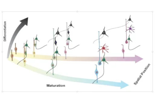 A spatiotemporal model of human cortical development.