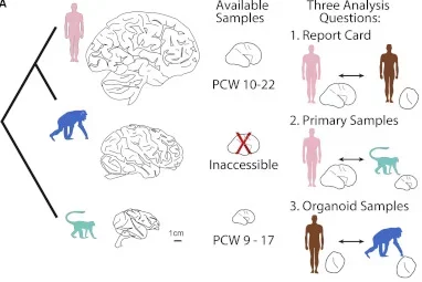 Experimental design: Primary brain tissue and cortical organoid samples from human, macaque, chimpanzee are compared via RNA-sequencing to probe evolutionary processes.