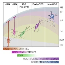 Diagram showing the developmental trajectory of human oligodendrocyte precursor cells.