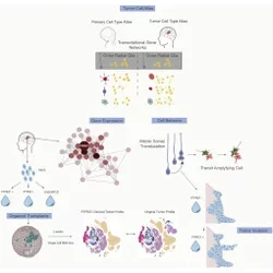 Experimental design: capturing outer radial glia-like cancer stem cells from a human tumor explant and coculturing with human-derived cortical organoids.