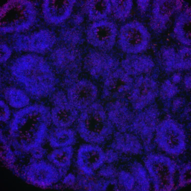 meta_dapi_rosette