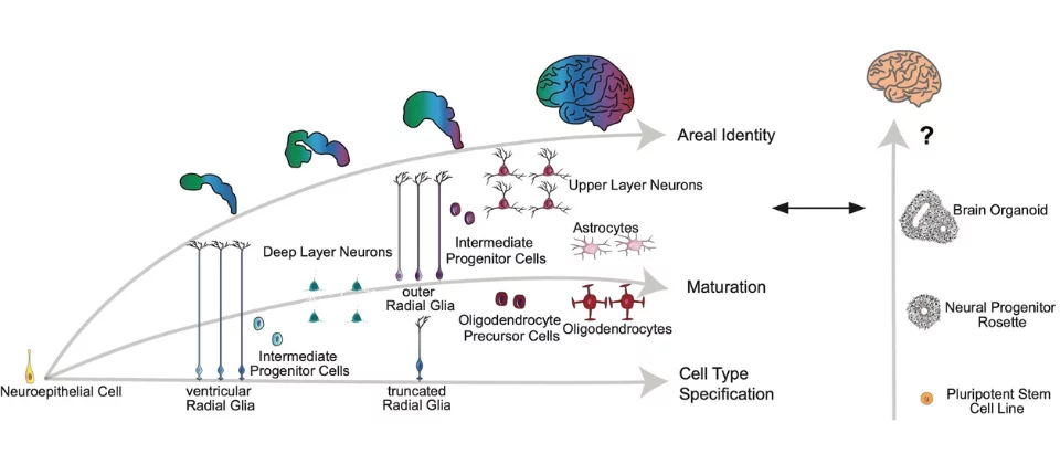 Diagram showing the similarities between human cortical development, human-derived cortical organoid development, and human glioblastoma progression. Multiple systems can be used to compare molecular processes across tissue types.