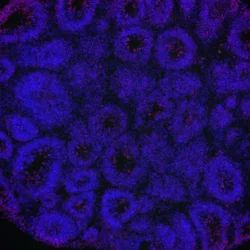 meta_dapi_rosette